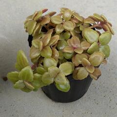 プロストラーツ　の画像