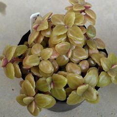 プロストラーツ　の画像