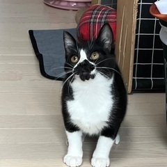 生後4ヶ月くらい 白黒 - 大分市