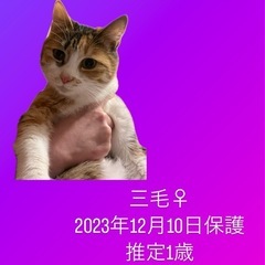 推定1歳三毛猫メス