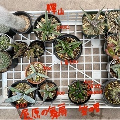 アガベ　ディッキア　サボテン　