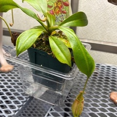 【最終値下げ】ウツボカズラ(ネペンテス)レア？6種7鉢の画像