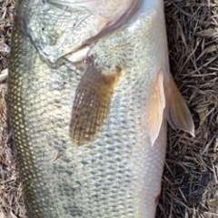 初めまして😊バス釣り一緒にワイワイできる方募集します