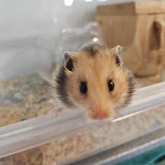 ゴールデンハムスターの子供