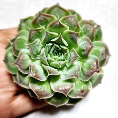 多肉植物 韓国苗 メキシコティアーズ