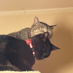 猫が好きな方