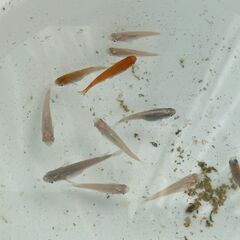 メダカ 成魚 １１匹【多産】の画像
