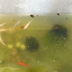 メダカ 成魚 １１匹【多産】の画像