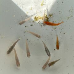 メダカ 成魚 １１匹【多産】の画像