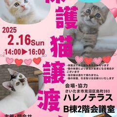 【さいたま市見沼区】2/16(日)ハレノテラス保護猫譲渡会