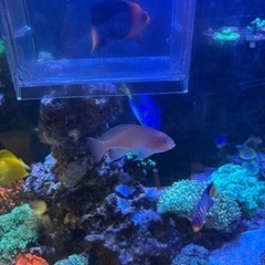 ハナダイ１匹約8cmの画像