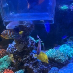 ハナダイ１匹約8cmの画像