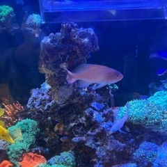 ハナダイ１匹約8cmの画像