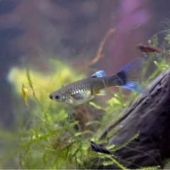ネオンタキシード　グッピー　10匹の画像