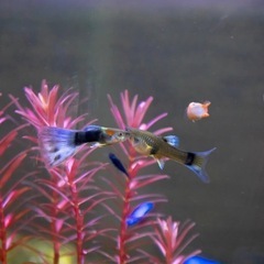 ネオンタキシード　グッピー　10匹の画像
