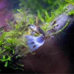 ネオンタキシード　グッピー　10匹