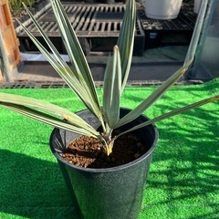 ☆ブラヘアアルマータ★シンボルツリー🌴の画像