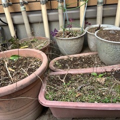 植木鉢　土入り
の画像