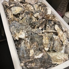 大好評‼️牡蠣殻(メダカ、観賞用魚、等）