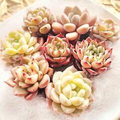 多肉植物 韓国苗寄せ植えセット8種
