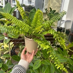 タマシダ・ハッピーマーブル🌿