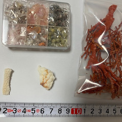 【貝殻パーツ】イソバナのかけら ケース入り貝殻の画像