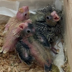 オカメインコ巣あげ前