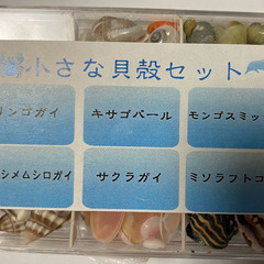 【貝殻パーツ】イソバナのかけら ケース入り貝殻の画像