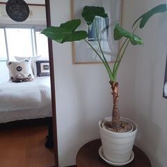 クワズイモ　植物　グリーン
