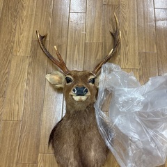 鹿の首　壁にかけるやつ