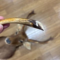 鹿の首　壁にかけるやつの画像