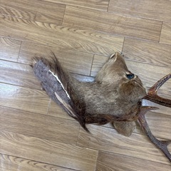 鹿の首　壁にかけるやつの画像