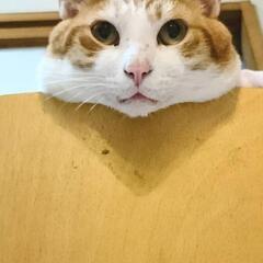 【新しいママ決まりました。ありがとうございます】🐱甘えたな男の子...