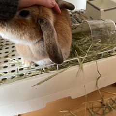 うさぎ