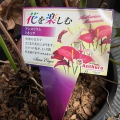 【差し上げます】観葉植物の画像