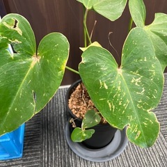 【差し上げます】観葉植物の画像