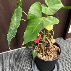 【差し上げます】観葉植物の画像