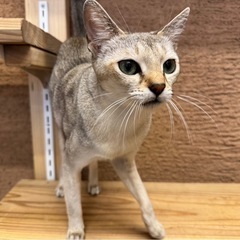 シンガプーラ3歳🎀