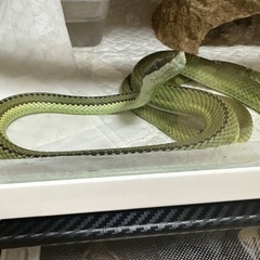 バロンコダマヘビ里親募集