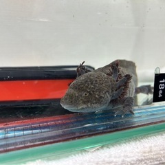 ウーパールーパー（黒斑ら模様）