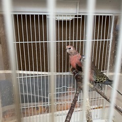 アキクサインコ　2匹
