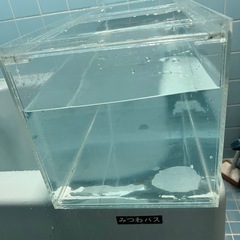 70センチ特注サイズアクリル水槽
の画像