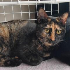 人懐っこい天然なサビ猫 女の子