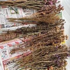 ドライフラワー 大量　まとめ売りの画像