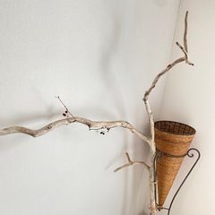 オブジェ(鉢植え)