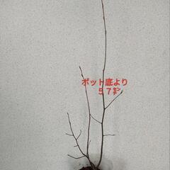 ジューンベリー苗　果樹　庭木　落葉樹
