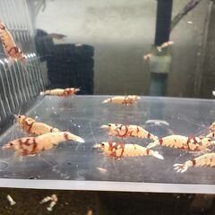 【現物】レッドファンシータイガーシュリンプ　◆ おまけ込み13匹...