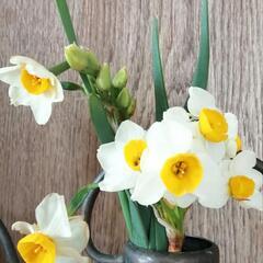 咲き始めたので取下げます。日本水仙鉢植え　春の香りをいち早くどうぞ！切り花より長く楽しめます！の画像