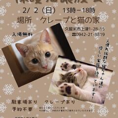保護猫譲渡会2/2(日)