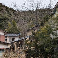 桜の木の画像